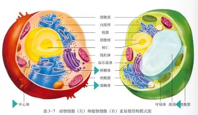 生物会什么因为它们有什么