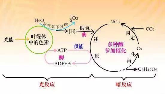 生物会什么因为它们有什么