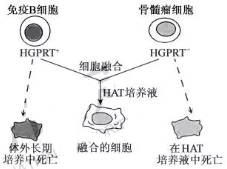 2019年江苏高考生物试题及答案【真题试卷】