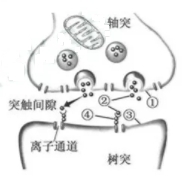 2019年江苏高考生物试题【精校版】